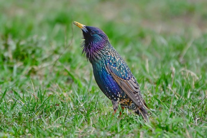 Желтогрудый скворец