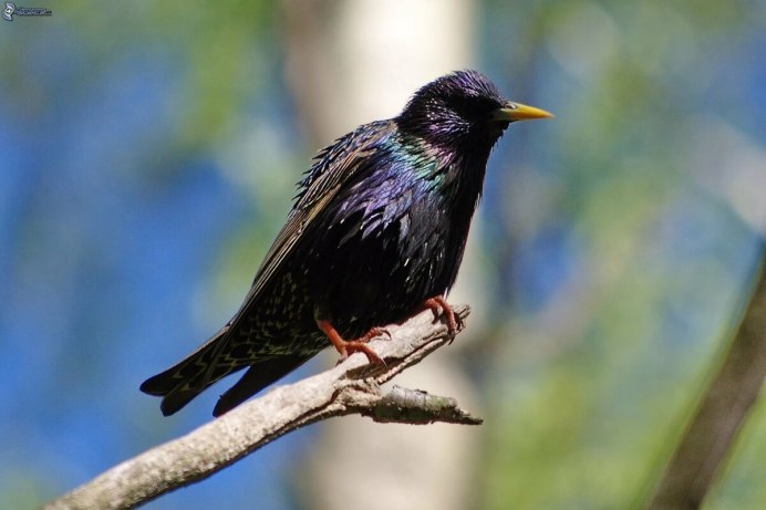 Обыкновенный обыкновенный скворец