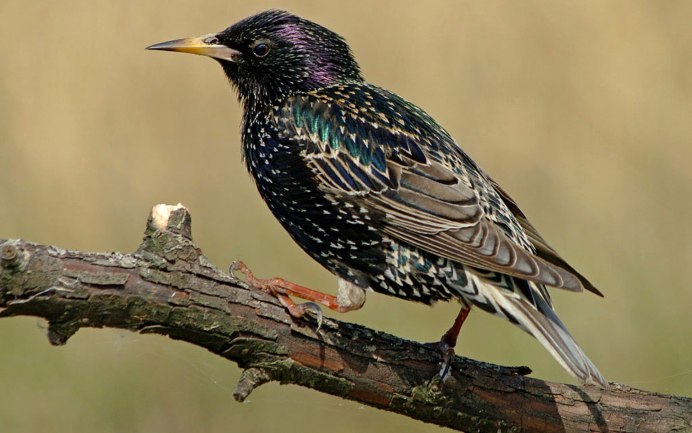 Скворец орнитология