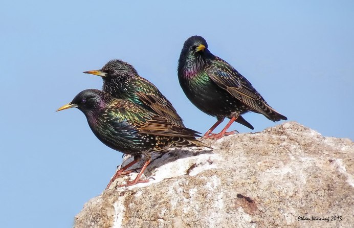Роль скворца в природе