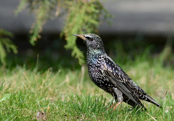 Скворец пятнистый