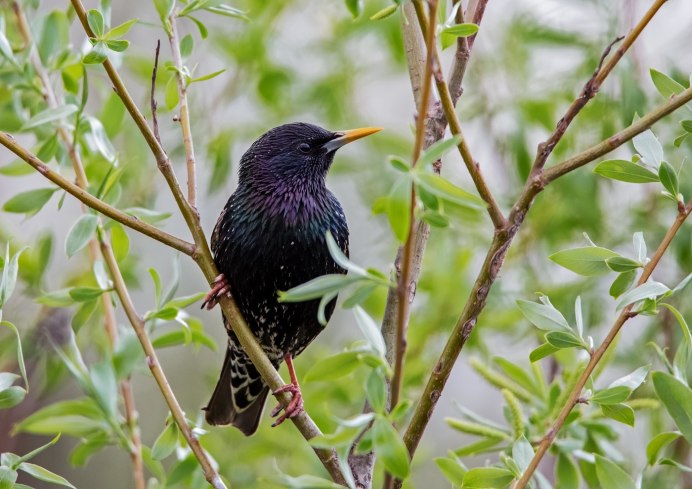 Обыкновенный скворец