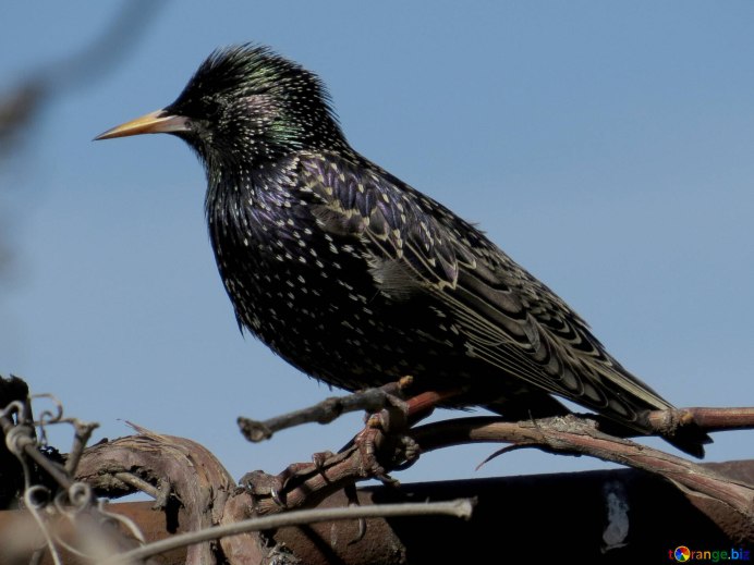 Аметистовый скворец