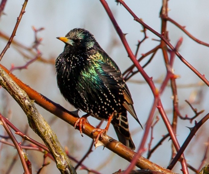 Виды Скворцовых