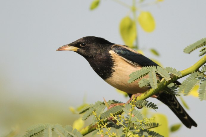 Обыкновенный скворец самец