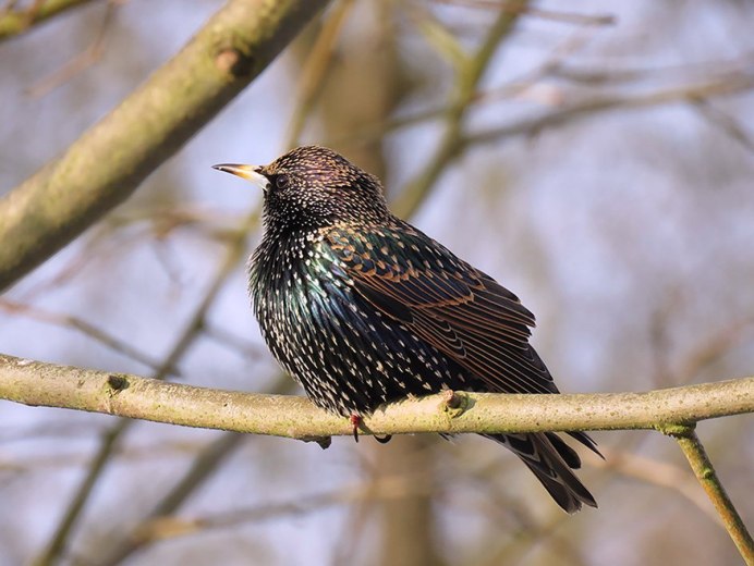 Обыкновенный обыкновенный скворец