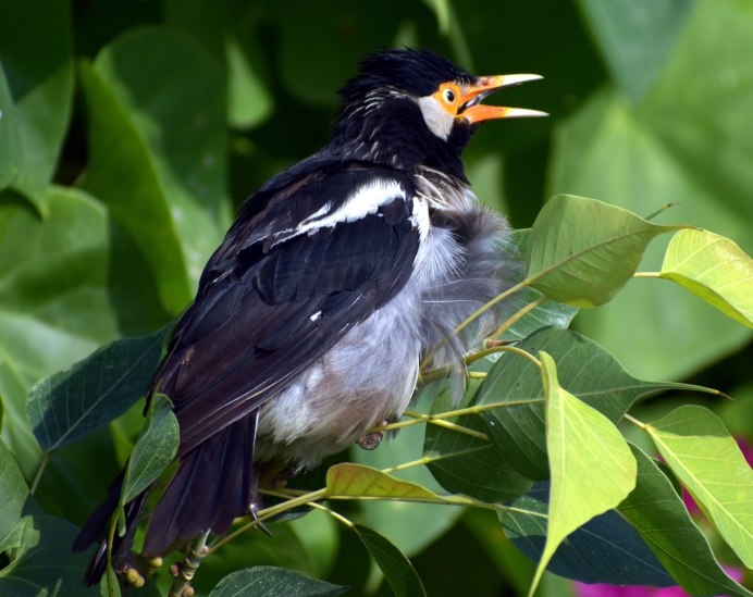 Обыкновенный скворец