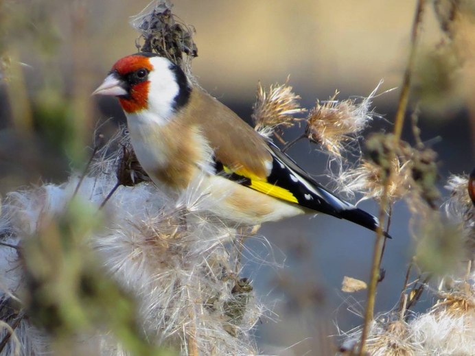 Щегол (Carduelis Carduelis)