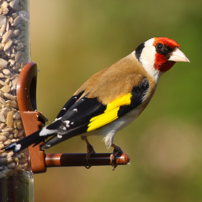 Щегол (Carduelis Carduelis)