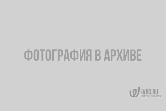 Птицы Израиля скворец