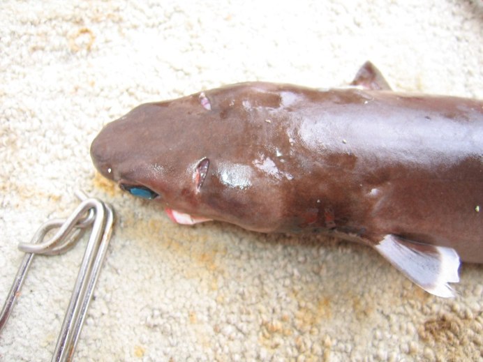 Isistius plutodus