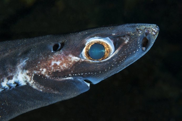 Isistius plutodus