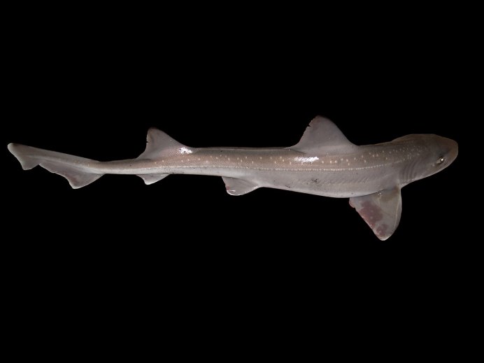 Ninja lanternshark