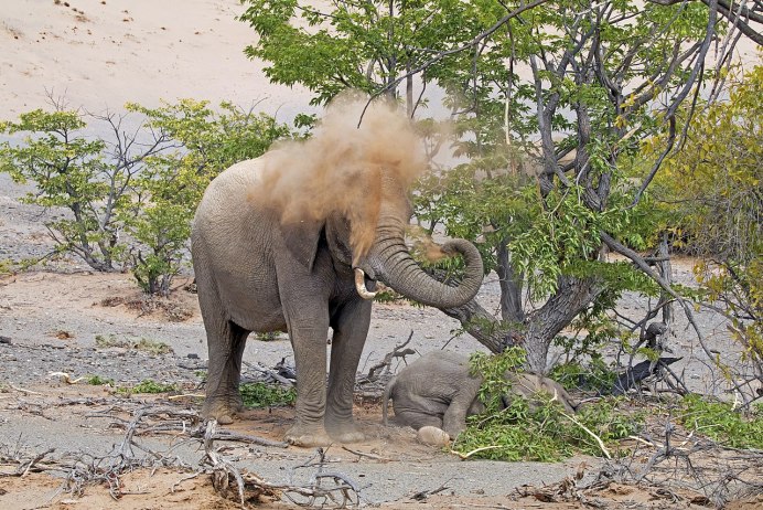 Семейство слонов