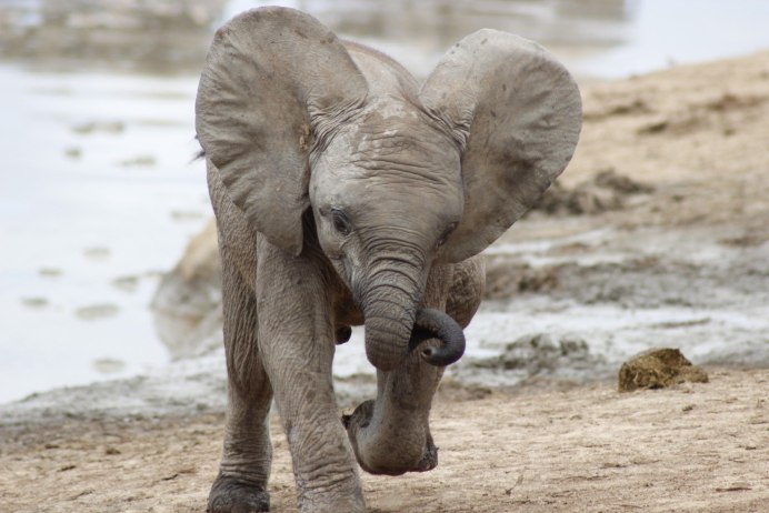 Боевые слоны Ганнибала
