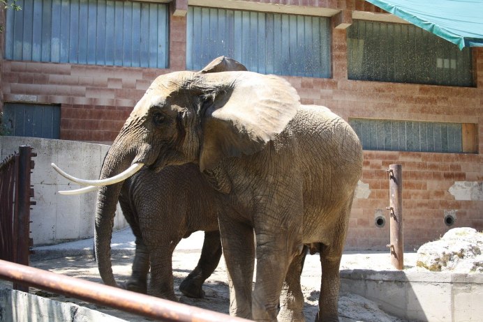Слон в полный рост