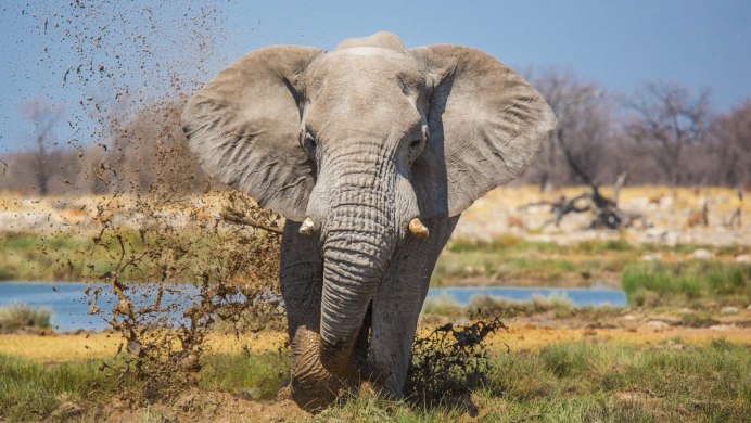 Африканский слон