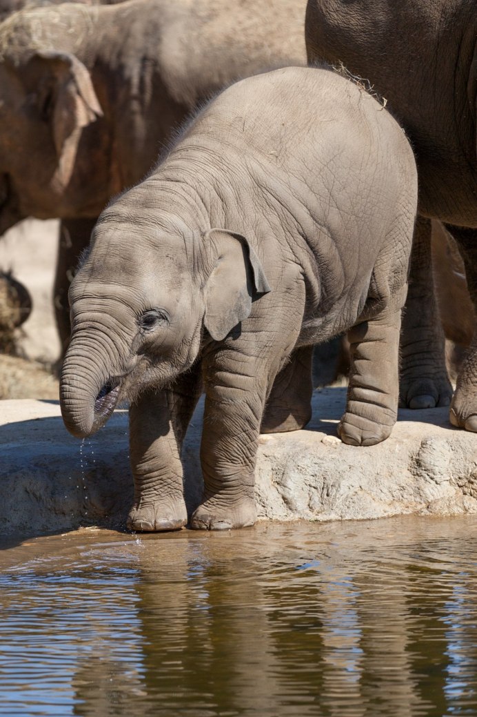 Белый слон животное