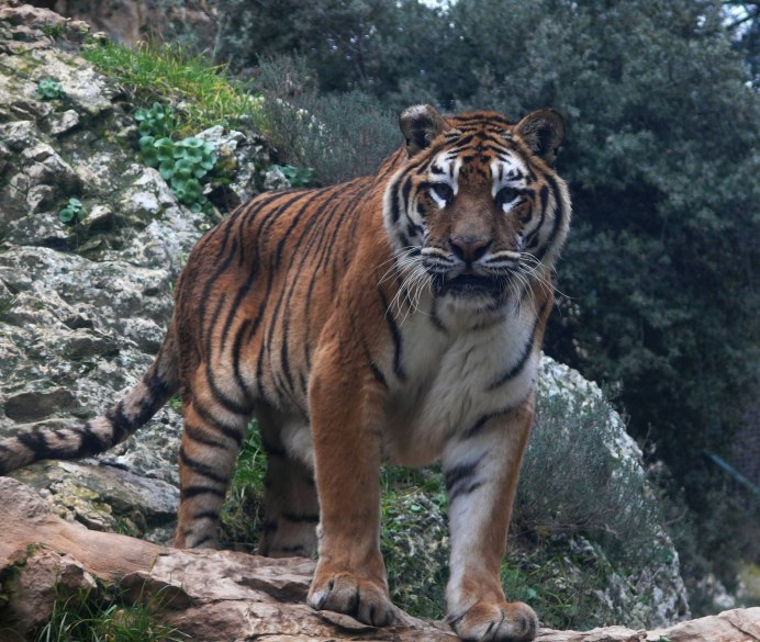 Tiger Panthera Tigris