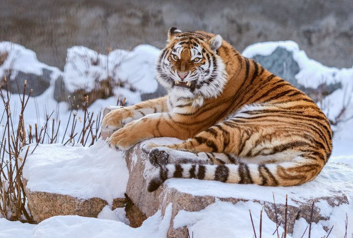 Тигриный заповедник Геленджик