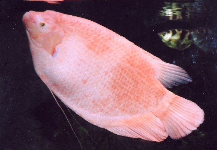 Osphronemus goramy