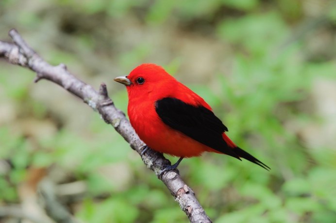 Северный Кардинал птица