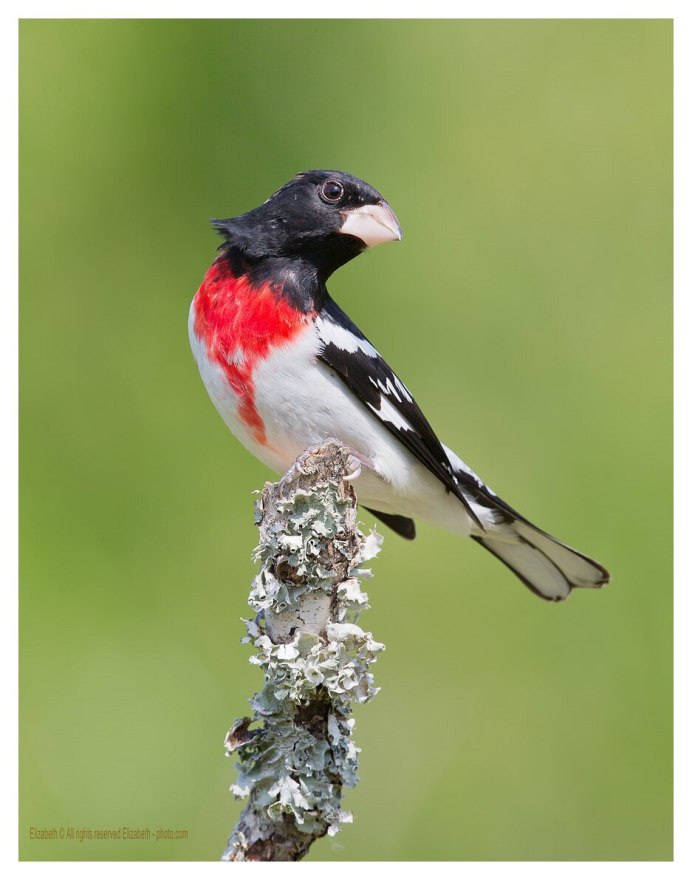 Краснолобая петроика