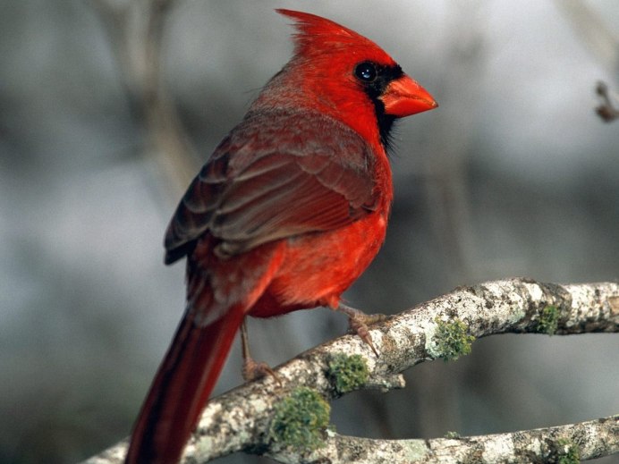 Алая пиранга