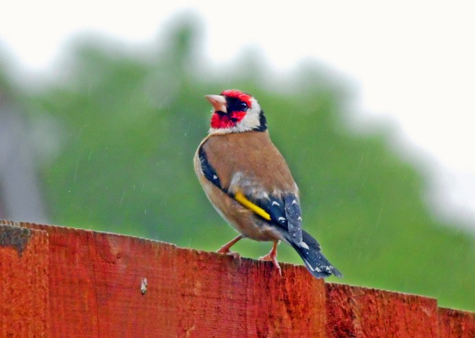 Птичка с красным хохолком