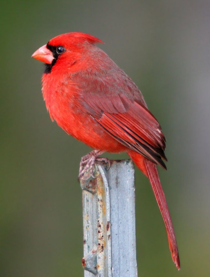 Красношапочная чечевица