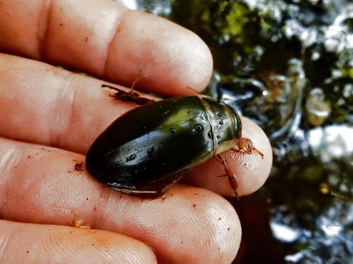 Личинка плавунца Dytiscus