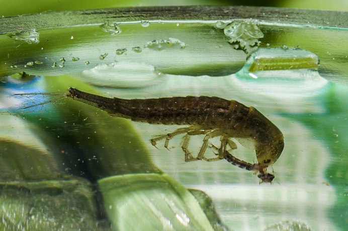 Личинка Dytiscus marginalis