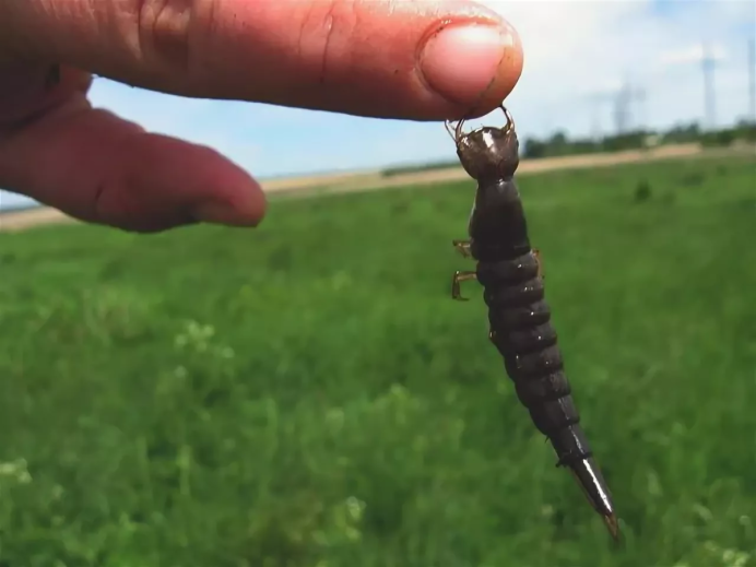 Плавунец окаймленный