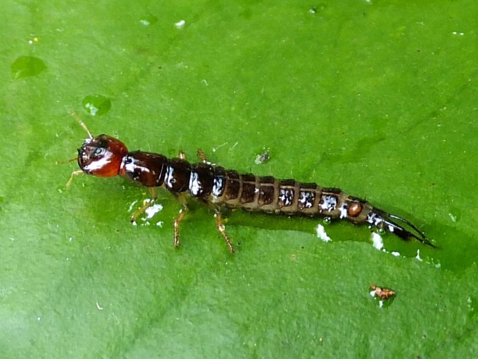 Жук-плавунец хищник