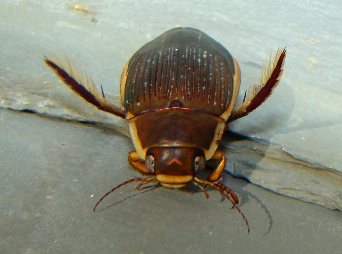 Graphoderus bilineatus