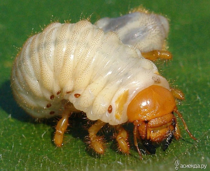 Жук плавунец и водяной клоп