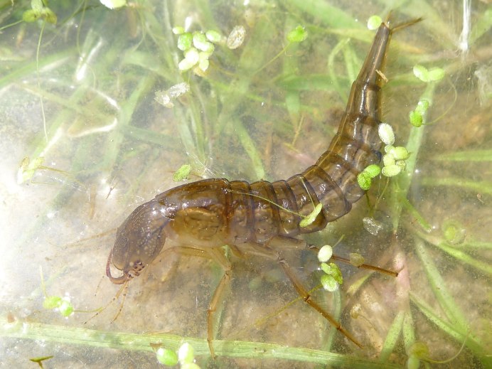 Личинка жука плавунца