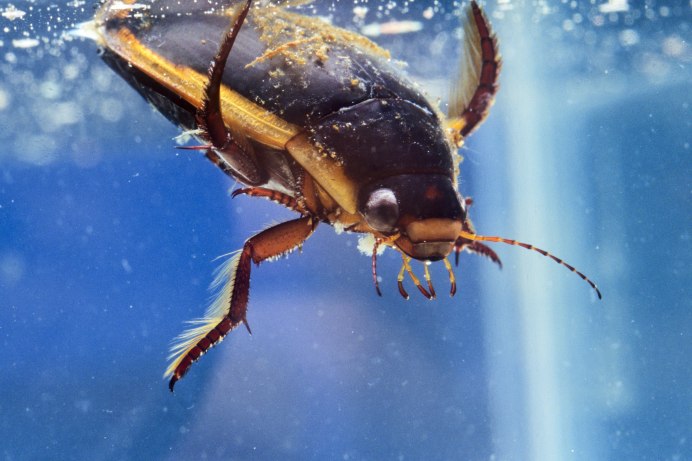 Окаймлённый плавунец (Dytiscus marginalis)