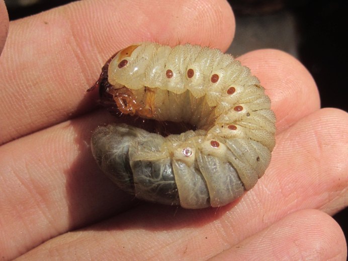 Плавунец Лапландский