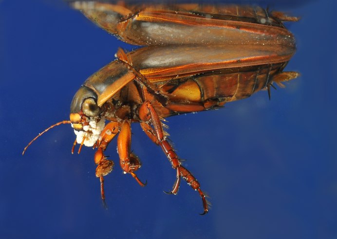 Ручейник личинка Стрекозы