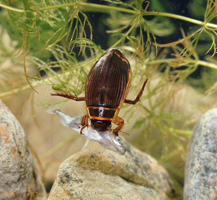 Лицо личинки водяного жука