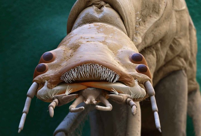 Личинка плавунца окаймленного