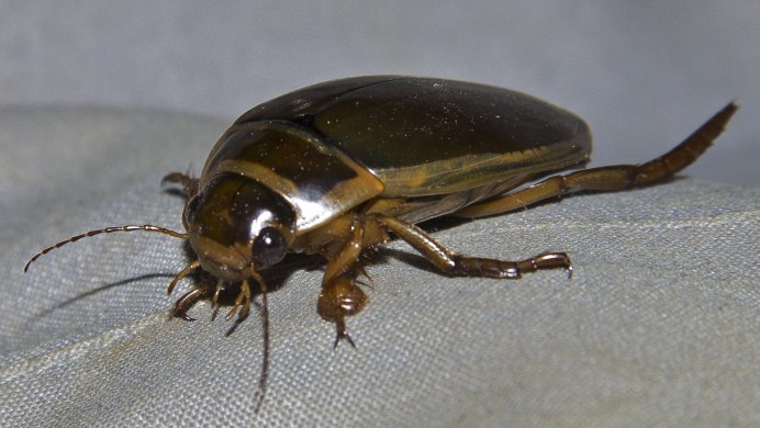 Личинка плавунца Dytiscus
