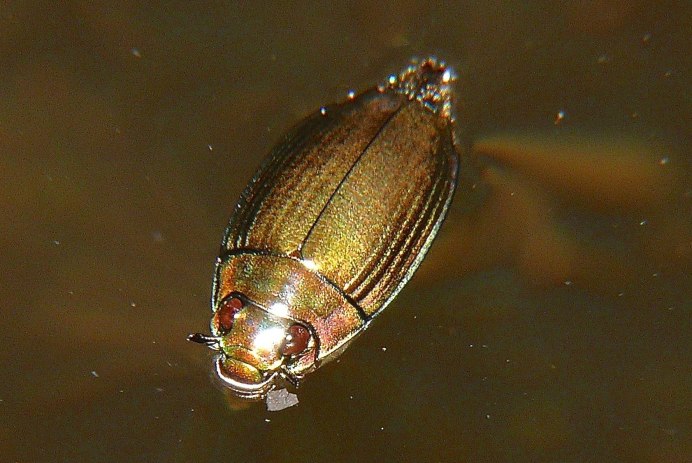 Водный Жук-плавунец