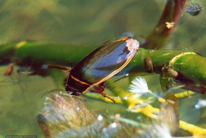 Жук-плавунец окаймленный