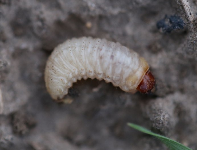 Клоповидный Плавт