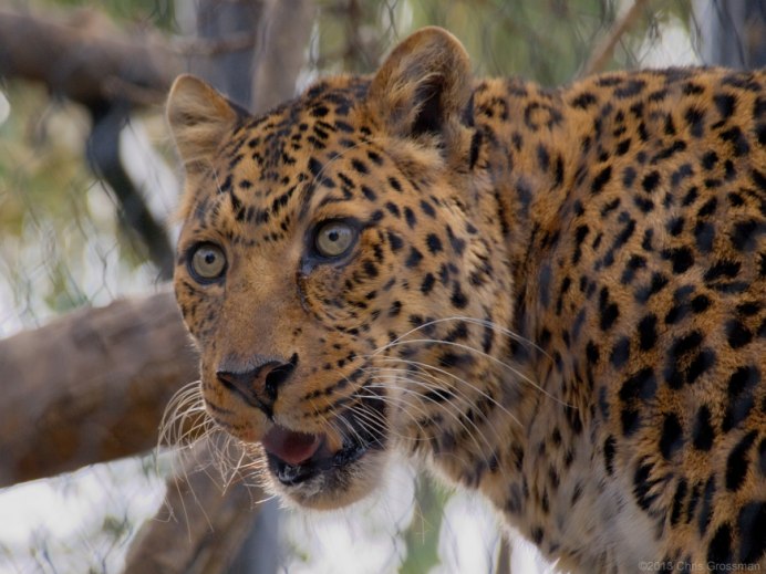Panthera pardus japonensis