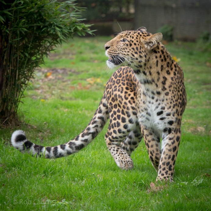 Panthera pardus japonensis