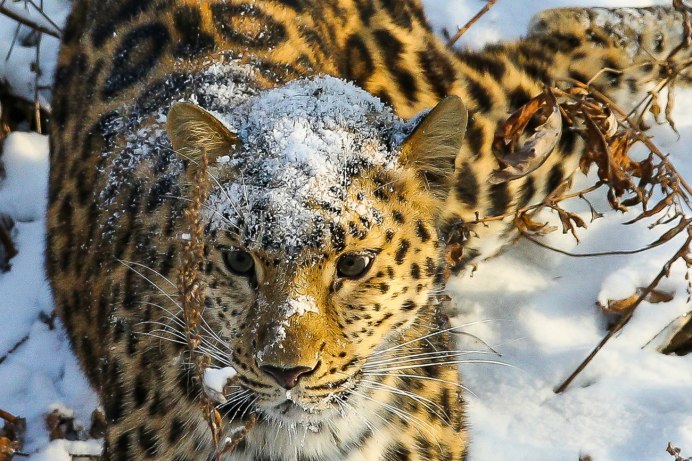 Ягуар Африканский
