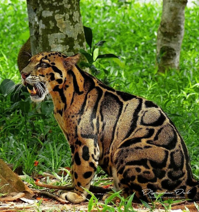 Сафари к диким кошкам